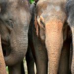 Elephants huddle in Thailand