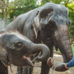 thailand elephant